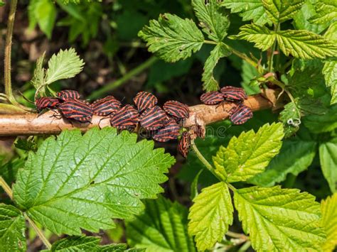 Group Of Adult Striped Shield Bugs Graphosoma Lineatum Sitting On A