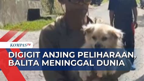 Digigit Anjing Peliharaan Yang Rabies Balita Di Buleleng Bali