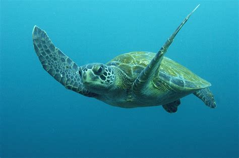 Green Sea Turtle Chelonia Mydas Photograph By Pete Oxford Fine Art