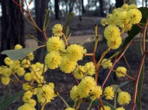 A peaceful day: Golden wattle