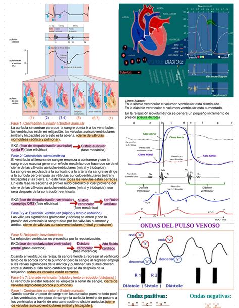 SOLUTION Ciclo Cardiaco Studypool