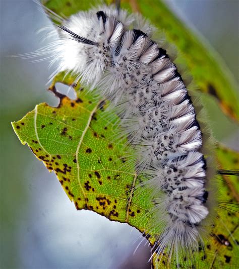 Hickory Tussock Moth Caterpillar By Wanderingmogwai On Deviantart