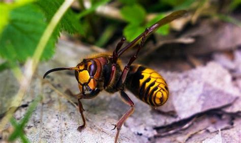 European hornets: Supersized bugs set to plague Britain’s summer evenings | UK | News | Express ...