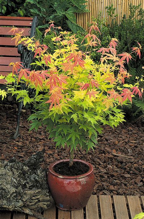 Buy Acer Palmatum Orange Dream J Parker Dutch Bulbs