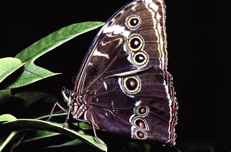 Borboleta De Buque Comum Asas Abertas Sobre Folhas De Uma Planta