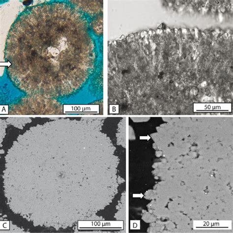 Microstructure of ooids. A) Thin-section microphotograph under ...