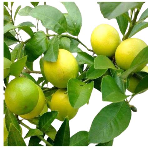 Buy Desi Lemon لیموں At Best Price Grocerapp