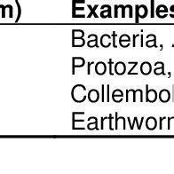 Classification of soil biota based on body size. | Download Scientific Diagram