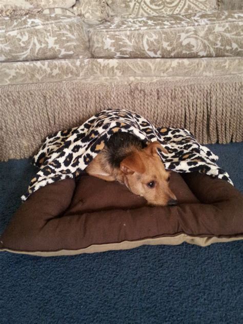 Dog Bed With Removable Blanket : 6 Steps (with Pictures) - Instructables