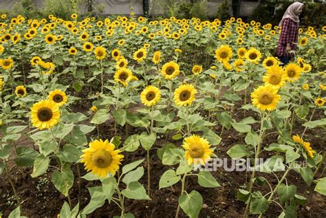 Belayu Floris Hamparan Sawah Yang Dikeliling Bunga Matahari