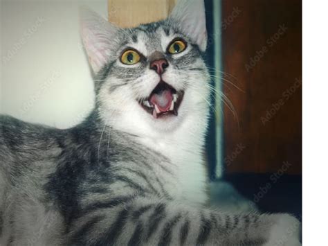 Why Is My Cat Breathing Heavy Ventura Vets