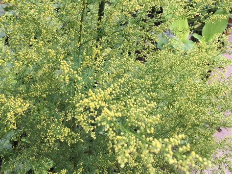 30 Artemisia Annua Seeds attracts Pollinators to the Garden. - Etsy