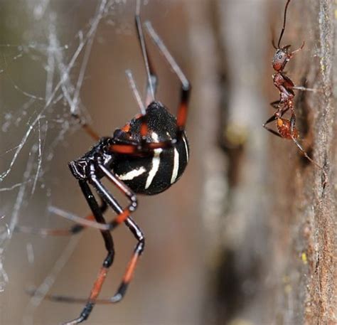 Black Widow Spider Identification Owlcation