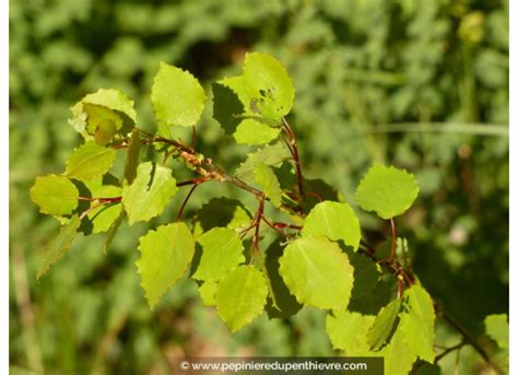 POPULUS tremula Peuplier tremble rustique Pépinière du Penthièvre