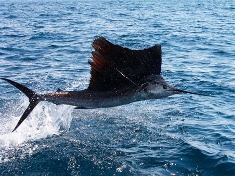 Sailfish Fishing Costa Rica— Plan A Costa Rica Sailfishing Vacation