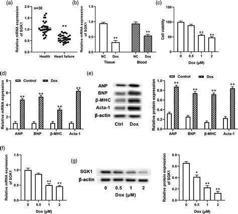 Serum And Glucocorticoid Inducible Kinase Modulates Mitochondrial