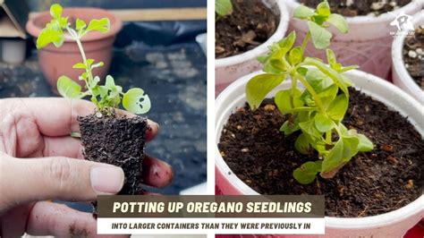 How to grow oregano from seeds sowing to transplanting - Ray Garden Day