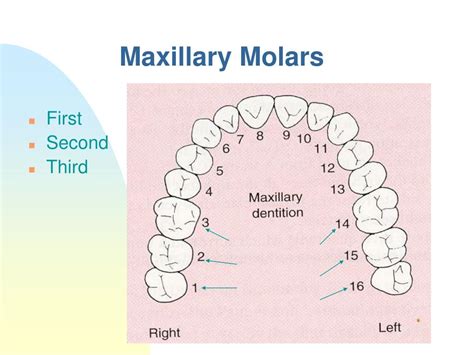 Ppt Molars Powerpoint Presentation Free Download Id4524183