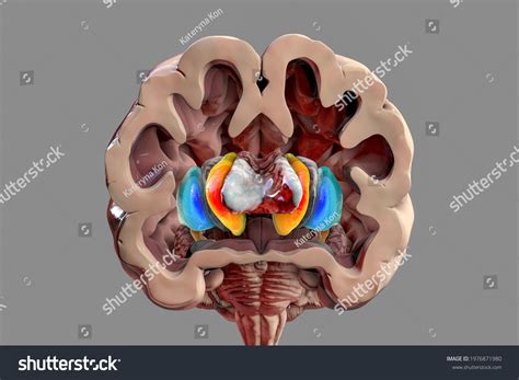 Human Brain Anatomy Basal Ganglia 3d 스톡 일러스트 1976871980 | Shutterstock