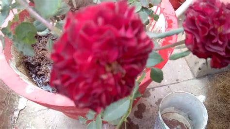 How To Mulch Your Roses Rose Plants Care For Marvelous Benefits ऐसे