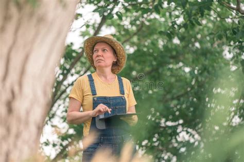 Female Farmer Using Digital Tablet In Walnut Orchard Innovative Technology In Organic Farming