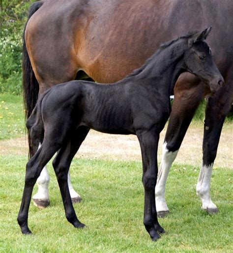 Behind the Bit: Totilas babies