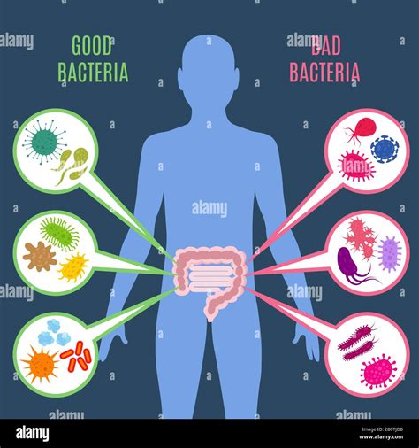 Intestinal Flora Gut Health Vector Concept With Bacteria And Probiotics