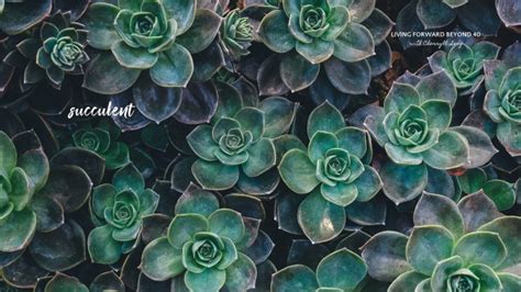 Free Succulent Desktop Wallpaper, Succulent Desktop Wallpaper Download - WallpaperUse - 1