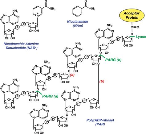 Poly ADP Ribosyl Ation By PARP 1 PAR Laying NAD Into A Nuclear Signal