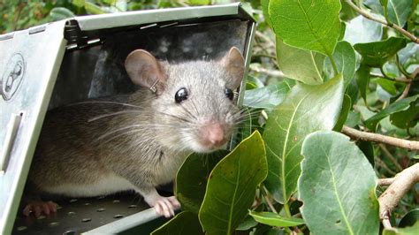 To know the Key Largo woodrat is to love it – and to want to protect it. But invasive predators ...