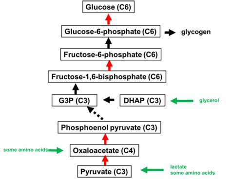 ALS 3: Integration of Metabolism Flashcards | Quizlet