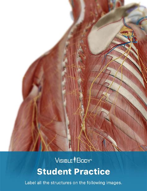 Muscular System Atlas: Inhalation, Exhalation, and Upper Back Views