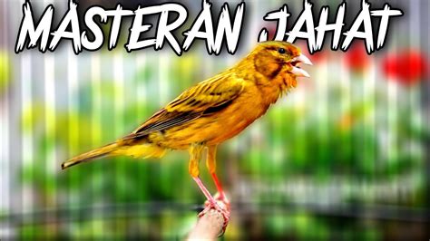 Suara Kenari Gacor Isian Ciblek Ampuh Buat Masteran Burung Apa Saja