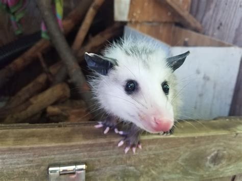 By Wally The Opossum Awesome Possum Opossum Animals Friends