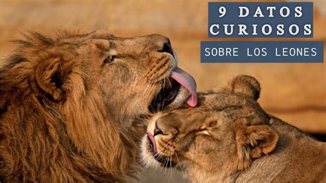 Datos Curiosos Sobre Los Leones Que Quiz S No Sabias Youtube