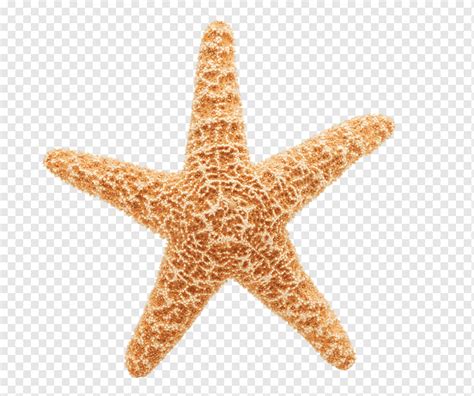 Starfish Animation Giphy, starfish, animals, orange, marine ...