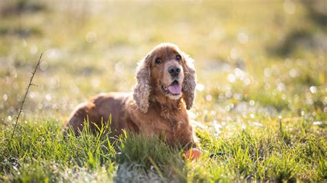 Eye Care For Cocker Spaniels Common Eye Problems And Prevention