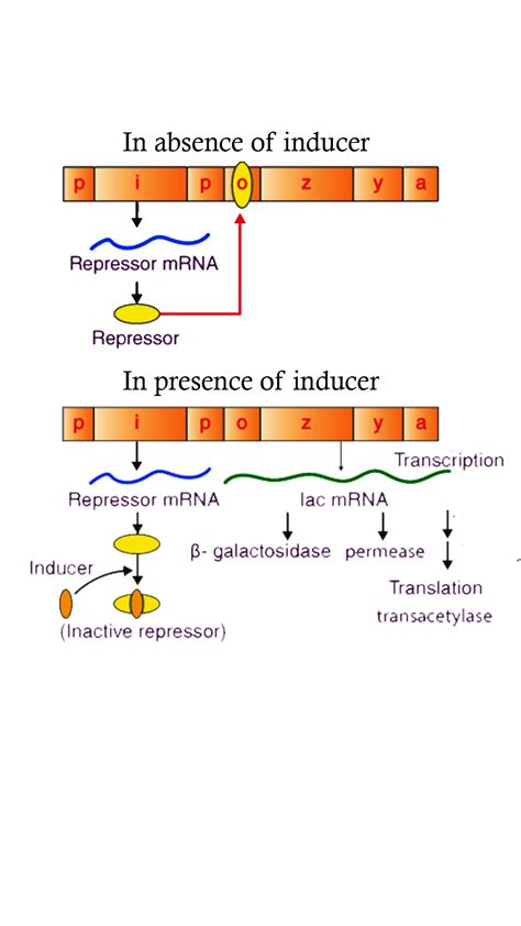 Lac Operon Lac Operon Wikipedia