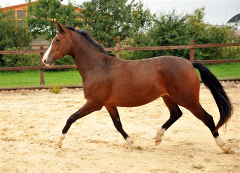 Trakehner Stute Von Saint Cyr U D Pr Mienstute Grace Note Von Alter