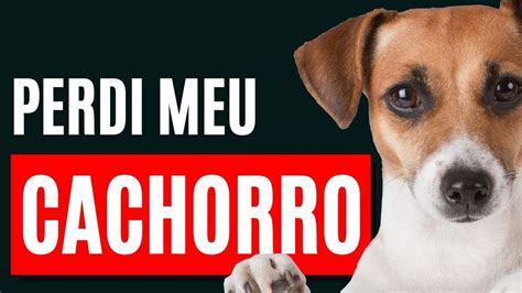 Mensagem Esp Rita Para Quem Perdeu Um Cachorrinho Recentemente Youtube