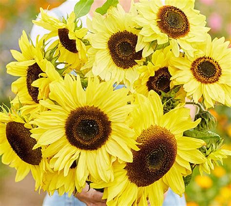 Semillas De Girasol Para Plantar Semillas De Girasol De Reliquia Sin