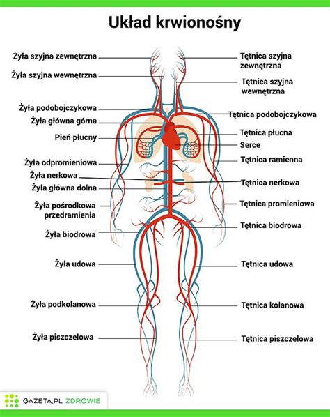 Uk Ad Krwiono Ny Kr Enia Budowa Funkcje I Najcz Stsze Choroby