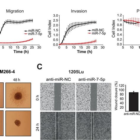 Figure S4 Migration Invasion And Proliferation Analysis Of 1205lu And