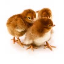 Estes Hatchery LLC » Rhode Island Red Chicks