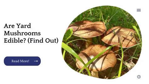 Are Yard Mushrooms Edible? (Find Out) | Unified Yard