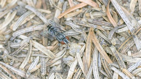 Flies Blow Flies And Allies From Lanaudi Re Qc Canada On August