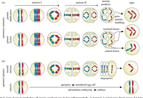 Figure From The Evolution Of Meiotic Sex And Its Alternatives Semantic Scholar