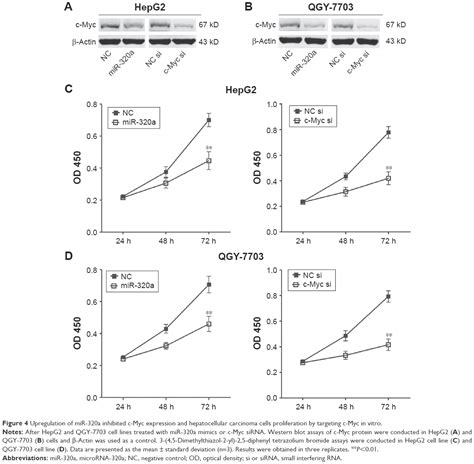 Mirna 320a Inhibits Tumor Proliferation And Invasion By Targeting C My