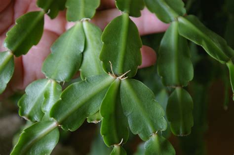 A Christmas Cactus Your Ultimate Guide To Growing And Caring For This Festive Plant Succulent