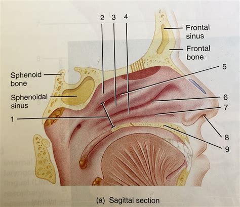 Nasal Structures Within Nasal Cavity Sagittal Section Diagram Quizlet